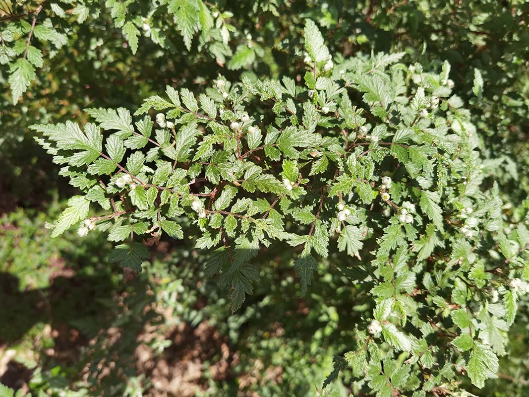 Rubus thibetanus